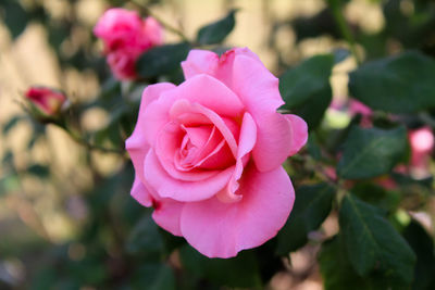 Close-up of pink rose