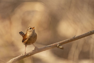 Close-up of bird perching on branch