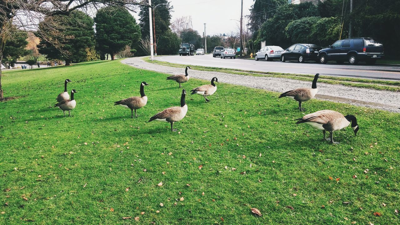 animal themes, bird, grass, animals in the wild, wildlife, park - man made space, duck, green color, nature, tree, field, day, street, medium group of animals, outdoors, grassy, high angle view, road, transportation