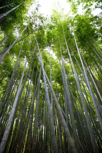 Low angle view of bamboo trees in forest