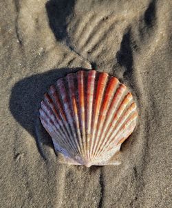 High angle view of seashell on sand at beach