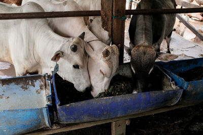 Cow in a shed