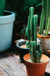 Tiny potted cactus. plants in a pots. home decor.