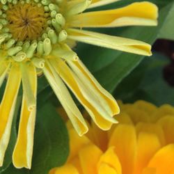Close-up of yellow flower