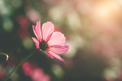Close-up of pink flower