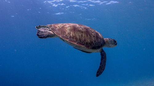 Swimming green sea turtle at pagkilatan