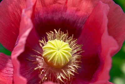 Close-up of red hibiscus blooming outdoors