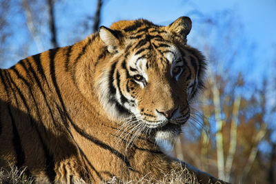 Close-up of a cat looking away