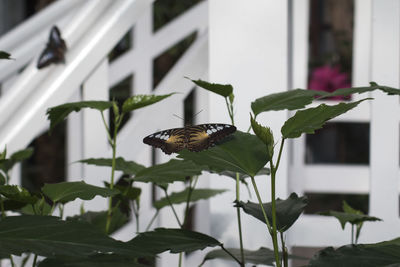 Close-up of butterfly on plant