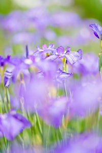 Close-up of purple flowering plant on field