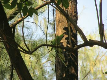 Low angle view of bird perching on tree in forest