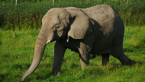 Elephant standing on field