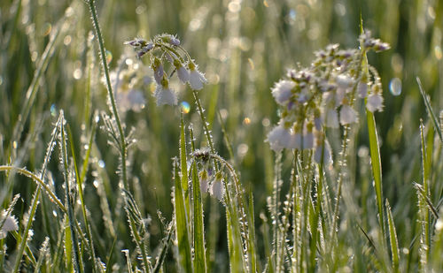 Close-up of grass