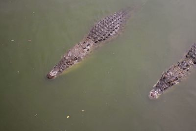 High angle view of two crocodile in pond