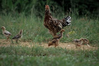 Ducks on a field