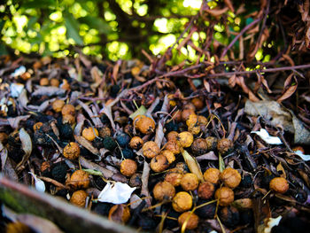 Close-up of mushrooms growing on field