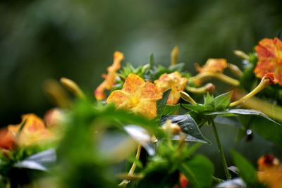 Close-up of yellow flowering plant