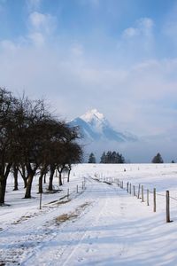 Trees on snow covered mountains against sky