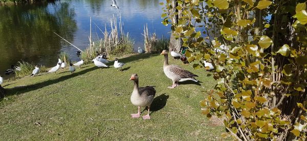 View of birds on lakeshore