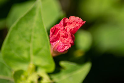 Close-up of pink rose