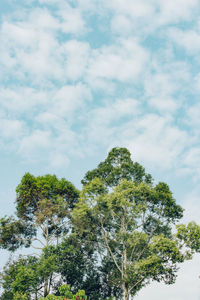 Low angle view of tree against sky