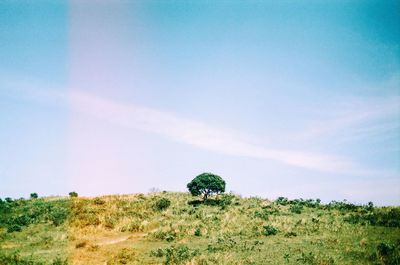 Scenic view of grassy field against sky