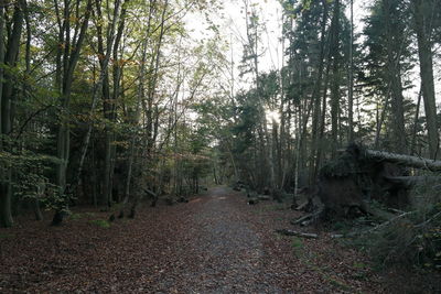 Trees in forest