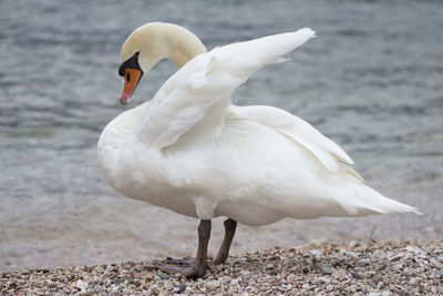 Close-up of swan on lake