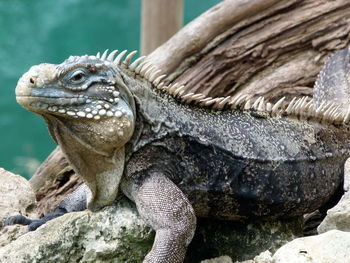 Close-up of iguana on rock