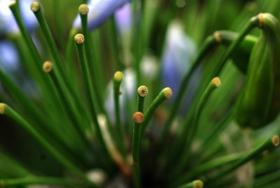 Close-up of purple flower buds