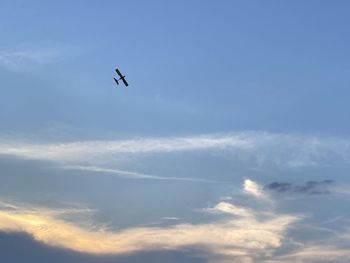 Low angle view of bird flying in sky