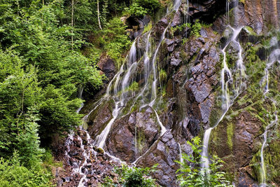 Trees growing in forest