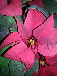 Close-up of pink flowers