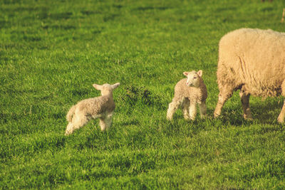 Sheep in a field