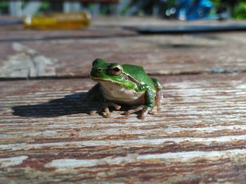 Close-up of frog on wood