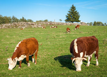 Cows grazing on grassy field against sky