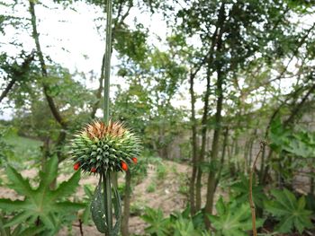 Flowers growing on tree