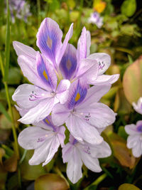 Close-up of purple flowering plant