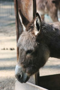 Close-up of a horse