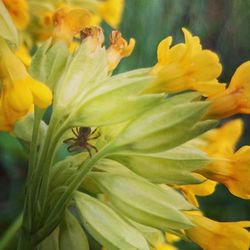 Close-up of yellow flower