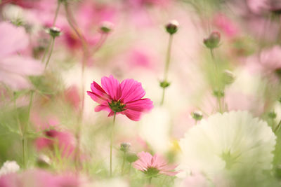 Close-up of pink flowering plant on field