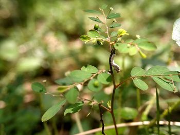 Close-up of fresh green plant
