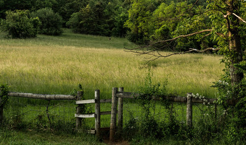 Scenic view of rural landscape