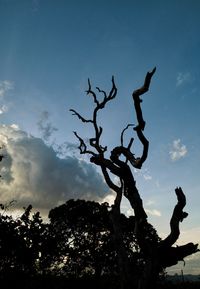 Low angle view of silhouette trees against sky