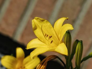 Close-up of yellow lily blooming outdoors