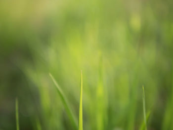 Close-up of plants growing on land