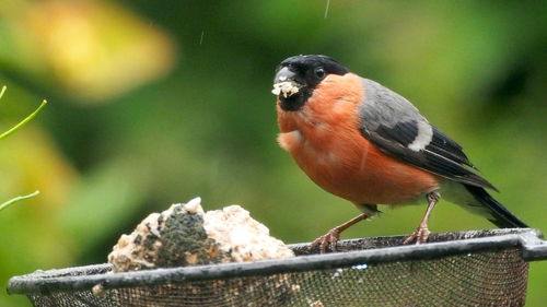 Close-up of bird perching on wood