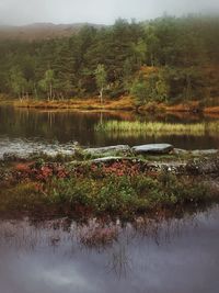 Scenic view of lake in forest