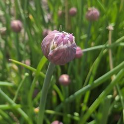 Close-up of purple flowering plant