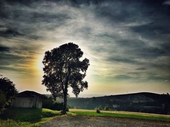 Tree on field against sky during sunset